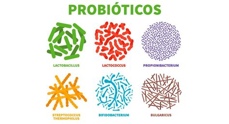 diagrama del intestino mostrando la acción de probióticos como Lactobacillus