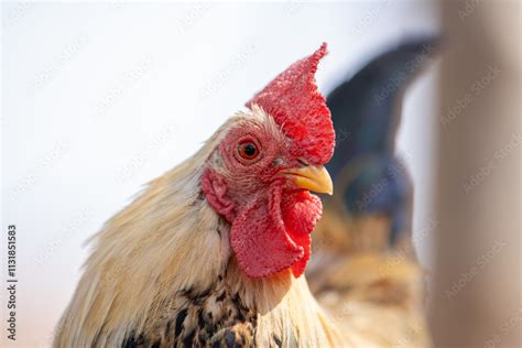 ilustración de un gallo con su cresta y plumaje característicos
