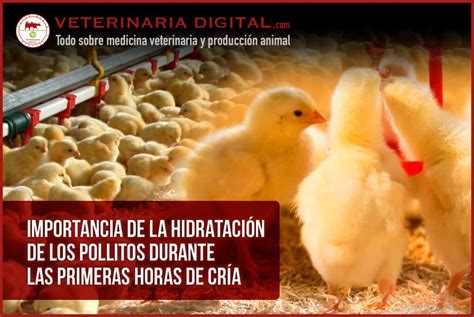 gráfico comparando el peso de pollitos en las primeras 24 horas
