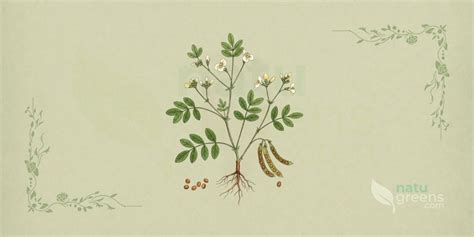 Esquema botánico del Phaseolus vulgaris mostrando sus raíces, tallo trepador, hojas trifoliadas, flores y frutos en legumbre.