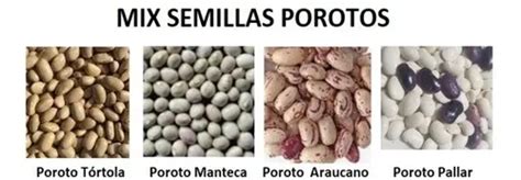 Infografía comparativa de distintas variedades de semillas de porotos según su color y forma.