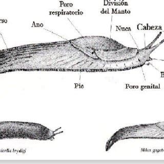 Esquema anatómico detallado de la morfología externa de una babosa terrestre