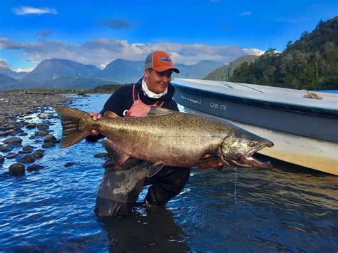 Fotografía de un salmón Chinook en un río chileno.