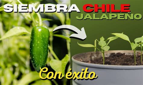 Esquema visual sobre las partes de un chile jalapeño: pedúnculo, paredes carnosas, venas y semillas donde se concentra la capsaicina.