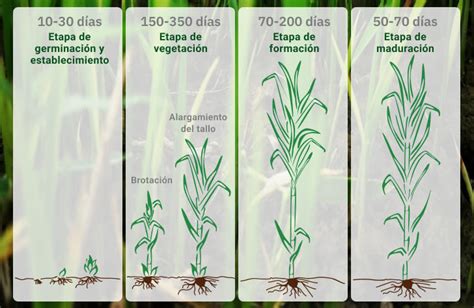 Esquema infográfico del proceso: desde la cosecha de la caña hasta el envejecimiento en barricas de roble a 2200 metros.