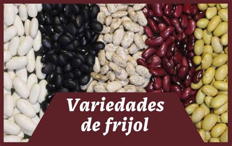 Esquema de las distintas variedades de frijoles (negros, blancos, azuki, rojos) destacando su color y forma característica.