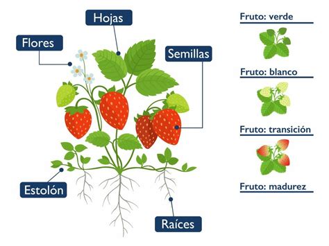 Infografía: Composición nutricional y estructura de la frutilla