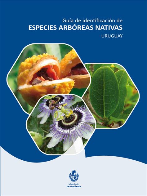 Infografía sobre las especies arbóreas de la Plaza Brasil y su distribución