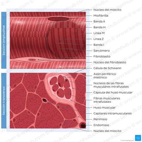 Esquema anatómico mostrando las capas del tejido muscular y conectivo objetivo de la técnica de amasamiento.