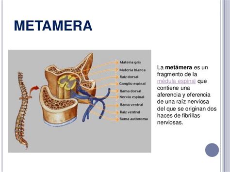 Infografía explicativa del concepto de metámera y cómo el estímulo cutáneo afecta a las estructuras viscerales y musculares internas.