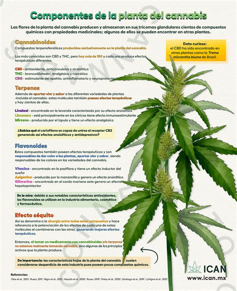 Esquema visual sobre los componentes del cannabis