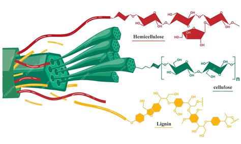 Esquema comparativo: afinidad de la safranina por tejidos lignificados (rojo) y del verde luz por tejidos celulósicos (verde)