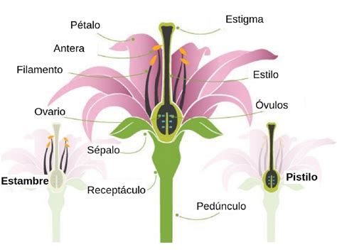 Esquema de las partes reproductivas de una flor hermafrodita