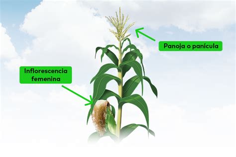 Primer plano de una panoja de maíz (inflorescencia masculina)