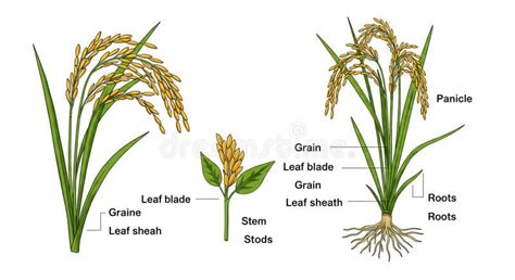 Diagrama fisiológico de la planta de arroz mostrando los entrenudos superiores como órganos de reserva de fotoasimilados durante la antesis.