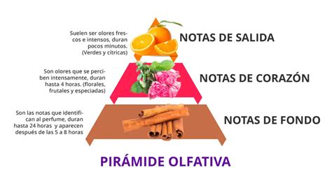 Esquema visual de la pirámide olfativa de un perfume con las notas de salida, corazón y fondo destacadas.