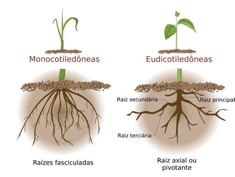 Comparativa visual: sistema radicular con alta densidad de raíces finas vs. sistema radicular convencional.