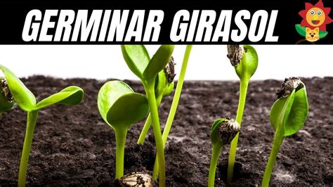 Ejemplo de semilla de girasol para germinar