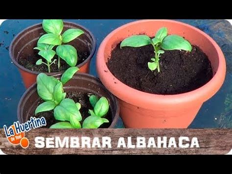 Germinado de albahaca en plato