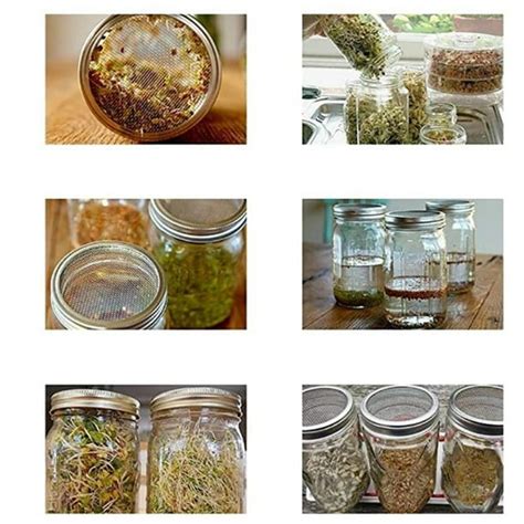 Tarro germinador y plato de germinación