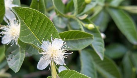 Esquema botánico del árbol de guayaba, mostrando sus hojas opuestas, flores y frutos en diferentes estados de maduración.
