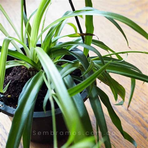 Fotografía de una planta Chlorophytum comosum (mala madre) en una maceta colgante mostrando sus hojas arqueadas y estolones.