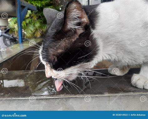 Foto de un gato Persa bebiendo agua de un cuenco