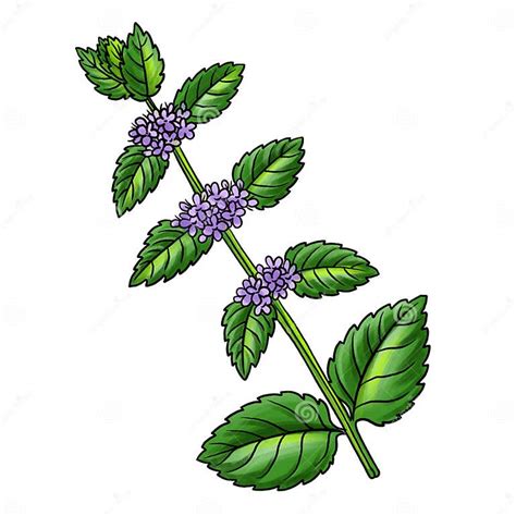 Dibujo botánico de una planta de menta piperita (Mentha x piperita)