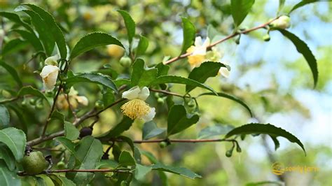 Infografía sobre la planta Camellia Sinensis y las etapas de procesamiento del té.