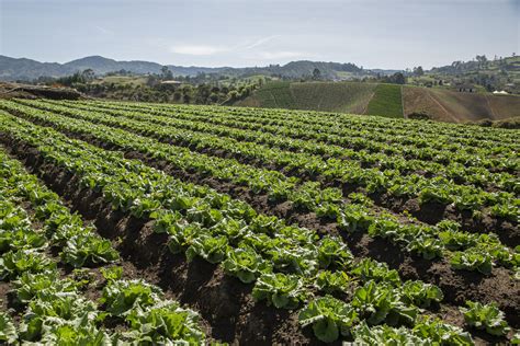Campo de cultivo de hortalizas en Chile