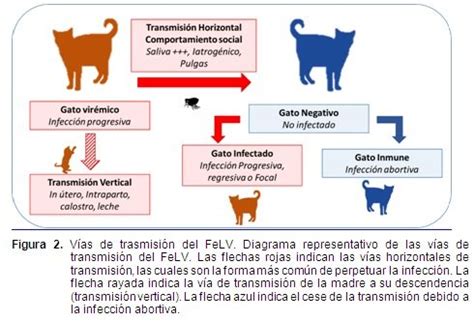 Esquema de las etapas de gestación felina y aumento progresivo de necesidades nutricionales