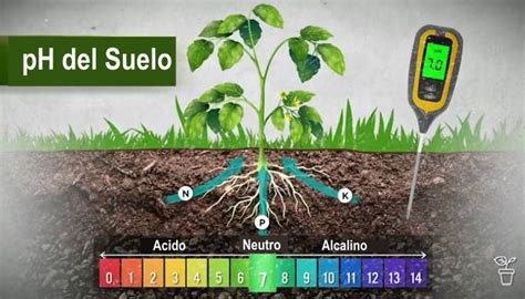 Esquema de la relación entre el pH del suelo y la disponibilidad de nutrientes para las plantas