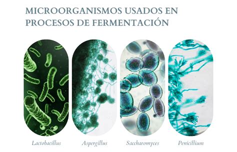 Infografía que muestra el proceso de fermentación de los quesos de castaña de cajú