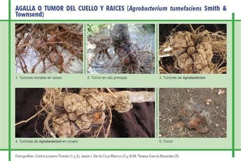 Fotografía comparativa: agallas radiculares provocadas por A. tumefaciens en frambuesas.