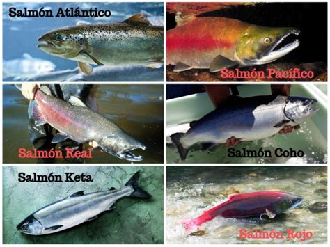 infografía sobre los tipos de salmón y sus características