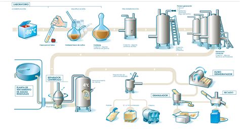 Esquema del proceso de fermentación láctea mediante bacterias vivas