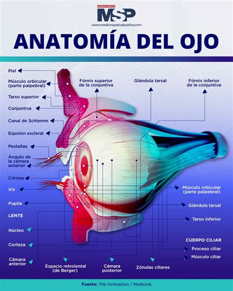 Infografía detallada mostrando la anatomía de un ojo turco (iris, pupila y rayos) y su simbolismo protector.
