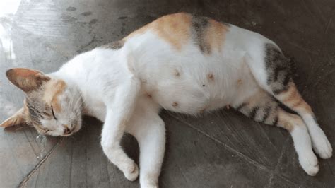 Gata embarazada con abdomen visiblemente aumentado, en actitud de reposo