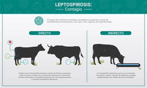 Gráfico de prevalencia de serovares de Leptospira en ganado bovino
