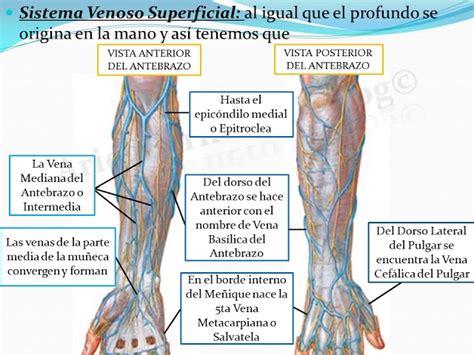 Esquema anatómico mostrando el sistema circulatorio en los miembros superiores y la importancia del retorno venoso.