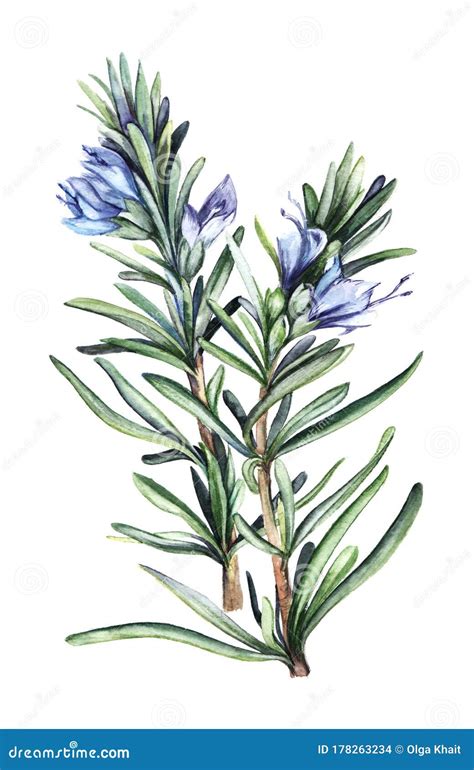 Ilustración de una planta de romero con sus hojas y flores.