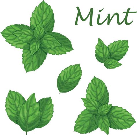 Ilustración de una bebida frappé de menta con hojas frescas y un toque de sirope de chocolate.