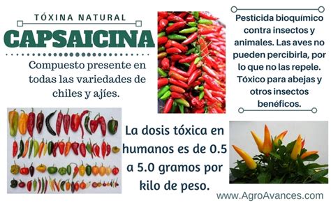 infografía explicando la degradación de la capsaicina por exposición al aire y la luz