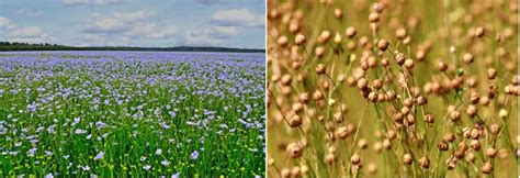 Campo de lino en floración con semillas listas para la cosecha