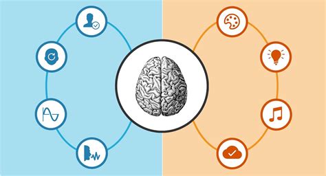 Infografía comparativa de tamaños de cebolla y sus pesos promedio en gramos y libras