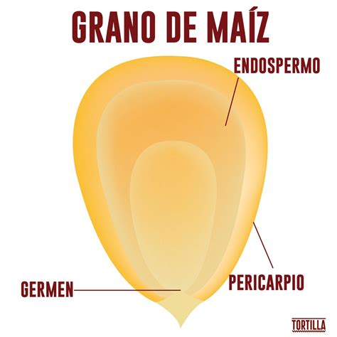 Esquema del proceso de expansión de un grano de maíz al calentarse
