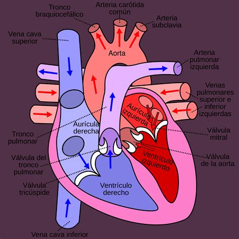 Diagrama del corazón humano indicando la circulación sanguínea en insuficiencia cardíaca.