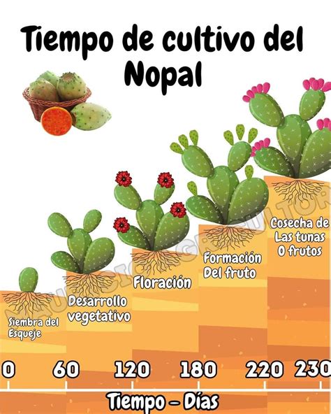 Esquema botánico del nopal con sus tallos y frutos