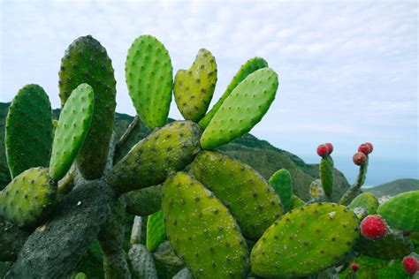 Foto de plantas de tuna o nopal en un paisaje andino