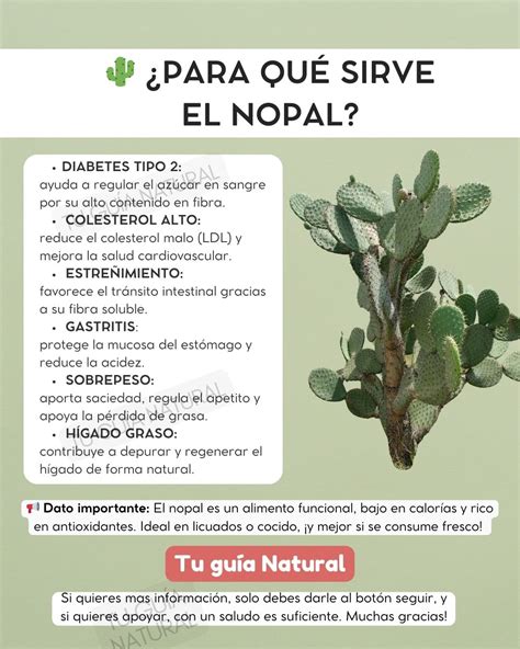 Gráfico explicando cómo la fibra del nopal regula la glucosa